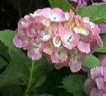 ���z�ԍg��