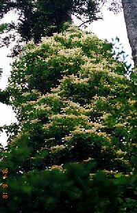 �c���A�W�T�C